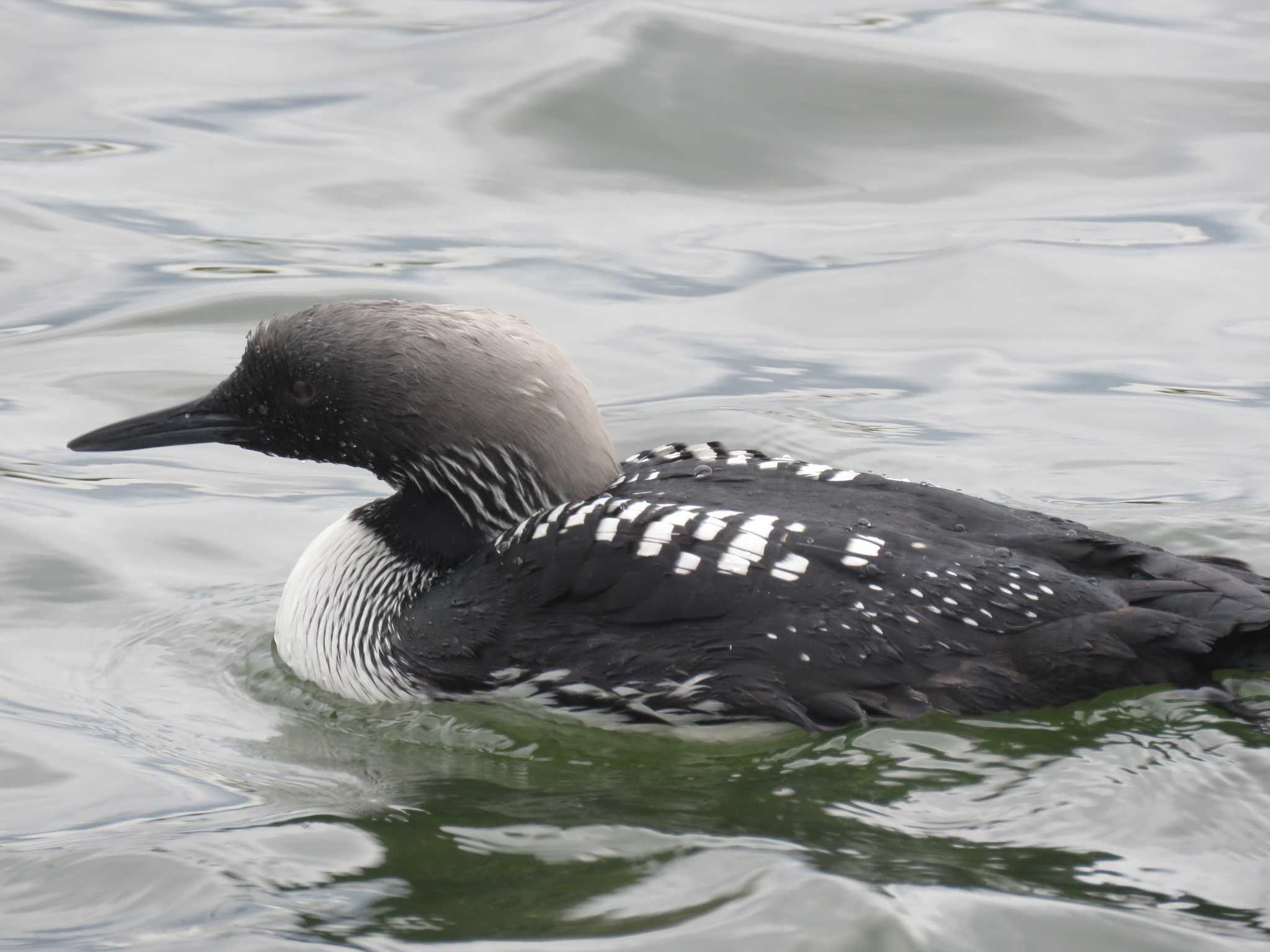 Photo of Pacific Loon at  by Bo-zai