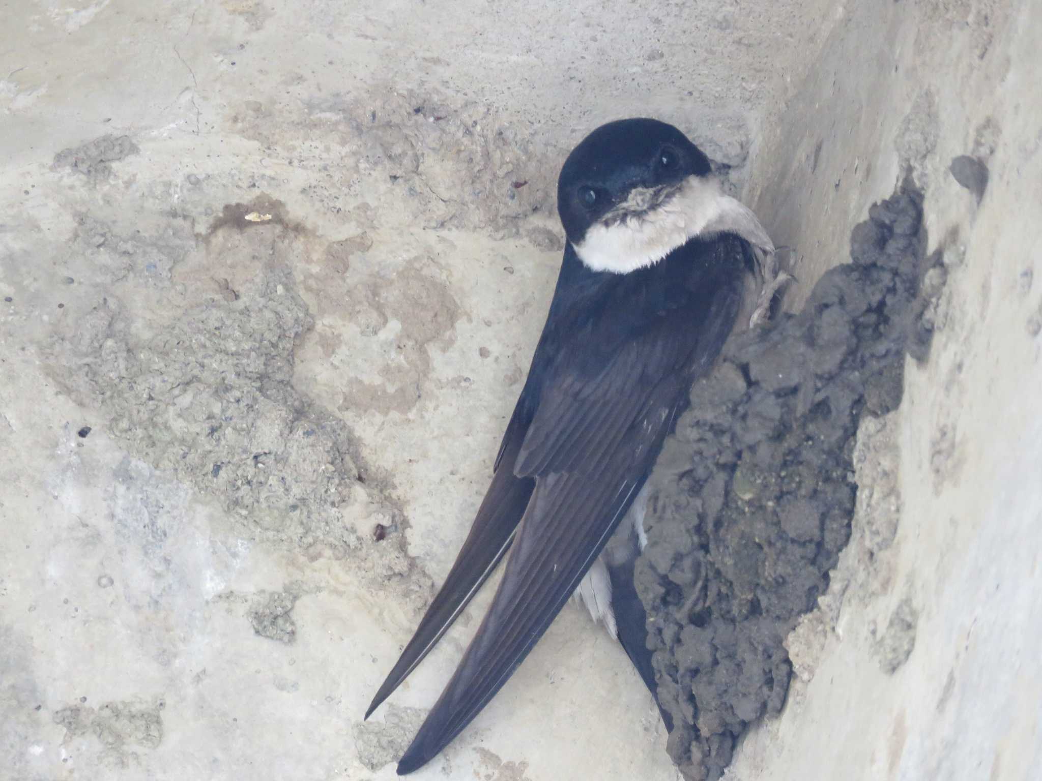 Photo of Asian House Martin at 上野原市 by Bo-zai