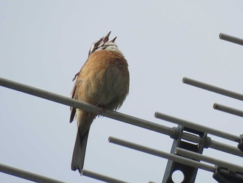 Meadow Bunting Unknown Spots Tue, 6/1/2021