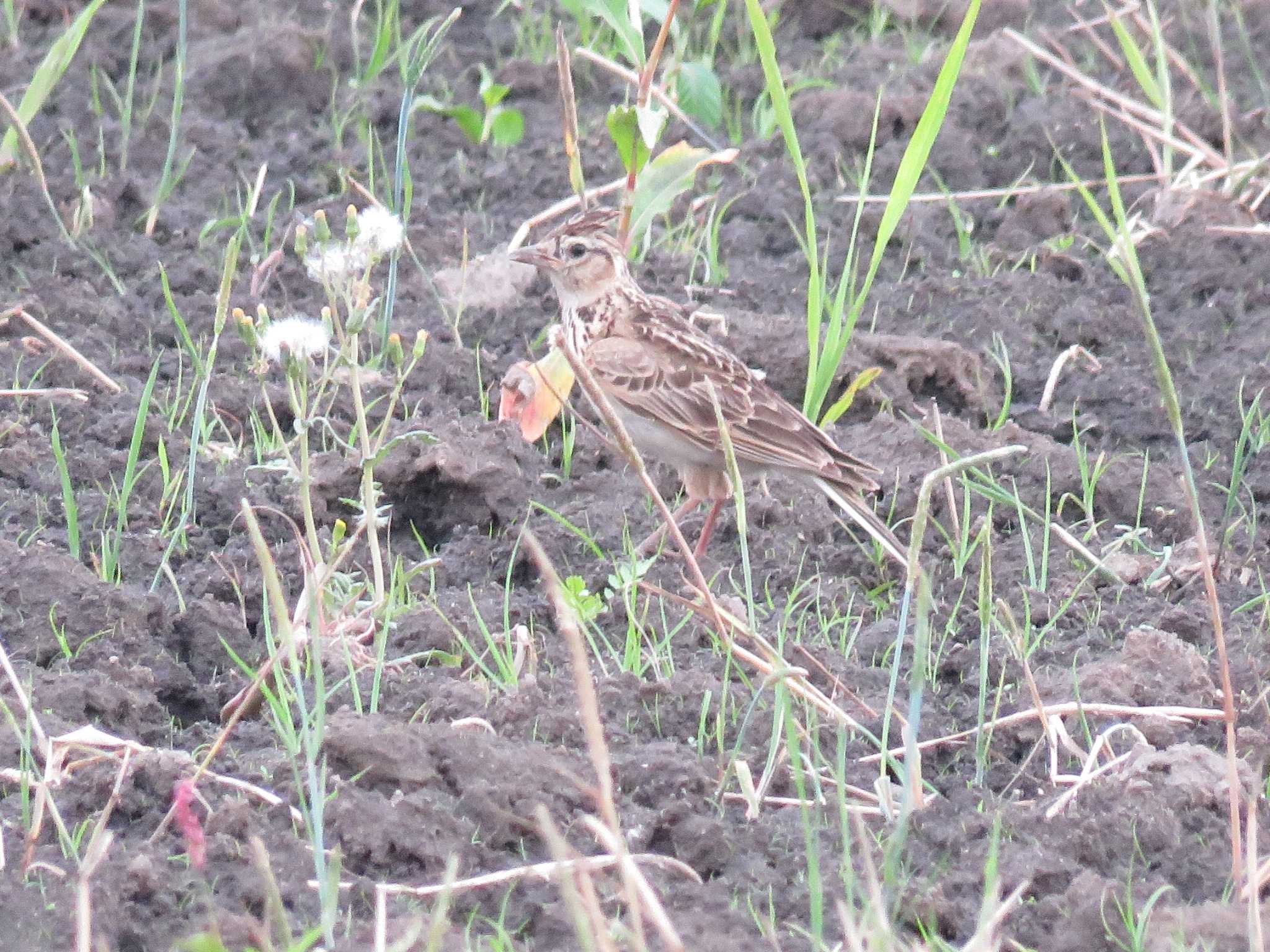 Photo of Eurasian Skylark at  by Bo-zai