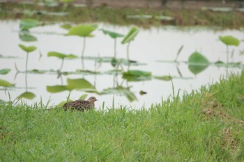 Green Pheasant 霞ヶ浦 Sun, 6/6/2021