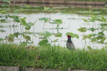 Green Pheasant 霞ヶ浦 Sun, 6/6/2021