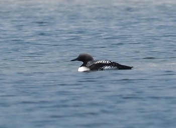 2021年6月8日(火) 彩湖の野鳥観察記録