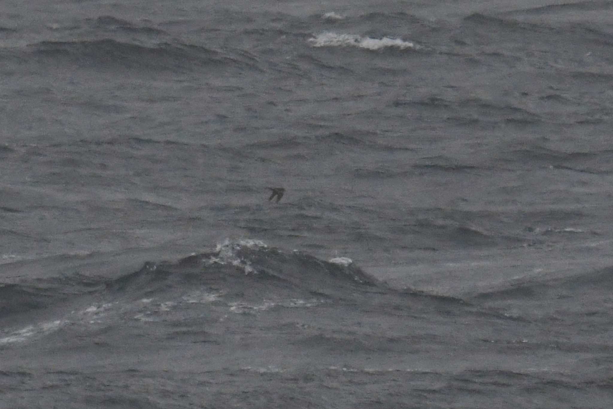 Tristram's Storm Petrel