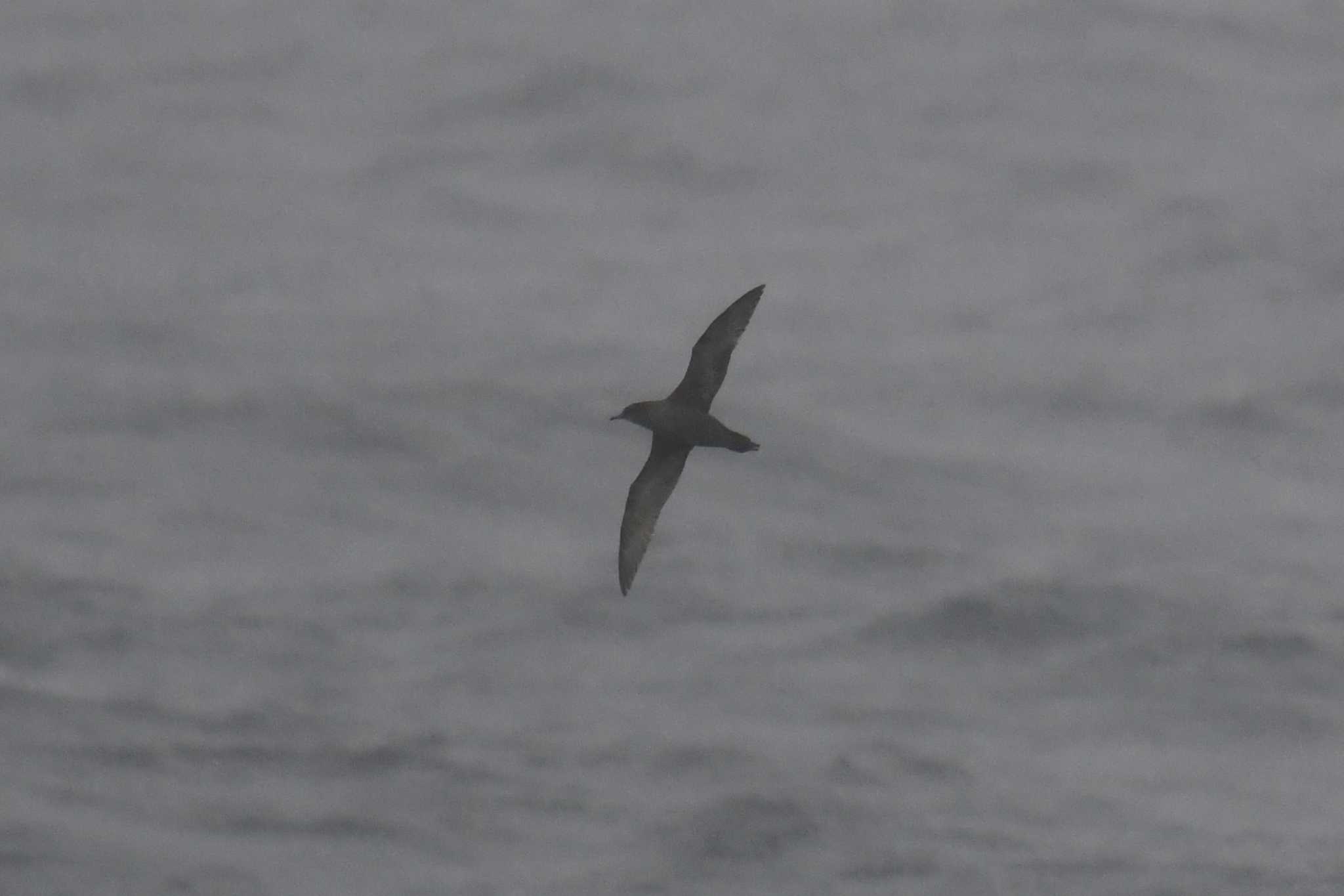 Short-tailed Shearwater