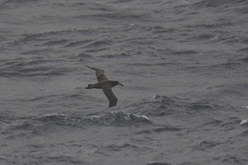 クロアシアホウドリ 八丈島航路 2021年4月29日(木)