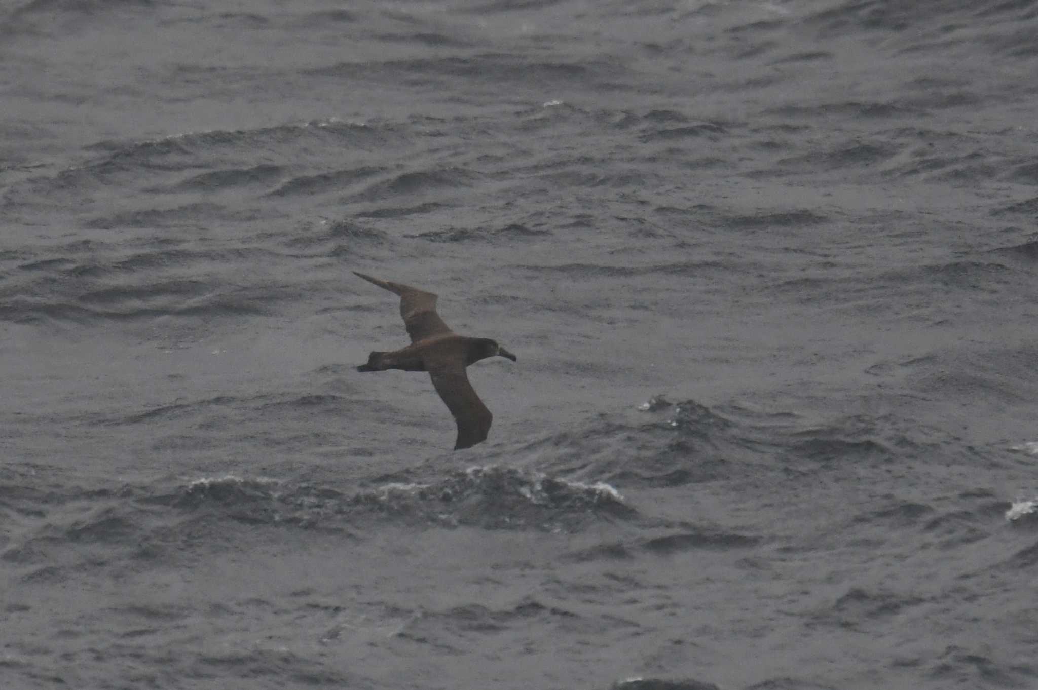 Black-footed Albatross