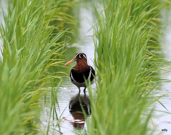 Greater Painted-snipe 埼玉 Sat, 6/5/2021