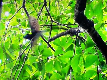 サンコウチョウ 秋葉公園 2021年6月8日(火)