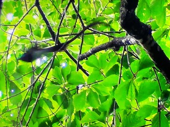 Black Paradise Flycatcher 秋葉公園 Tue, 6/8/2021