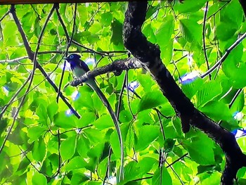 Black Paradise Flycatcher 秋葉公園 Tue, 6/8/2021