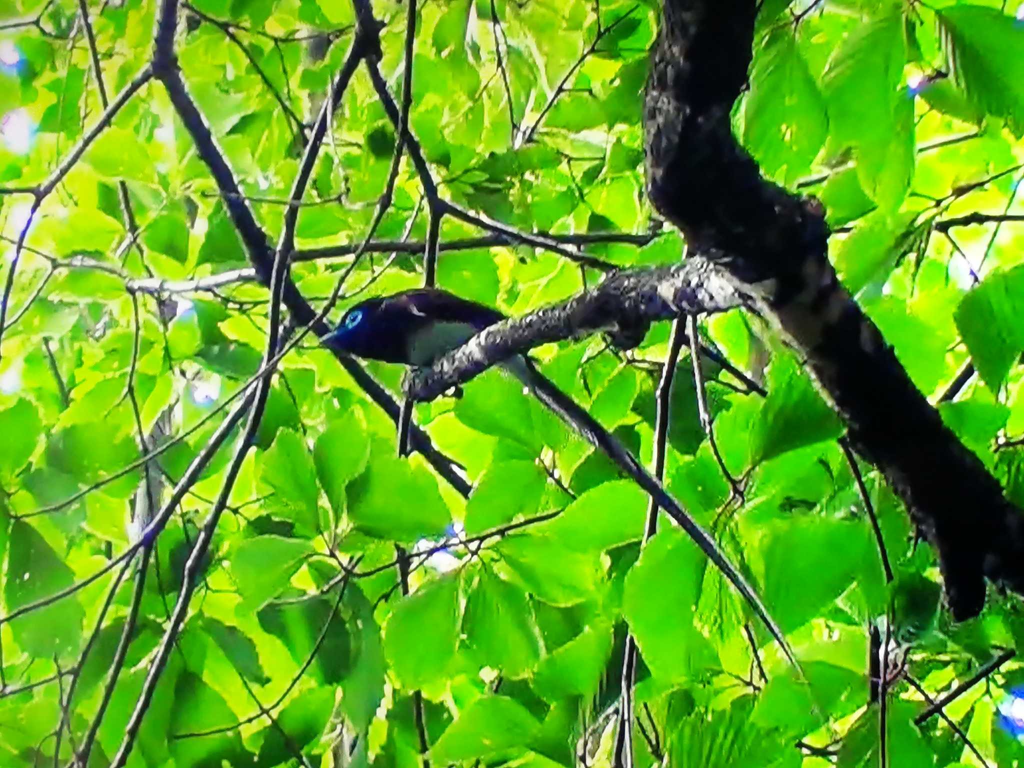 秋葉公園 サンコウチョウの写真 by TMT