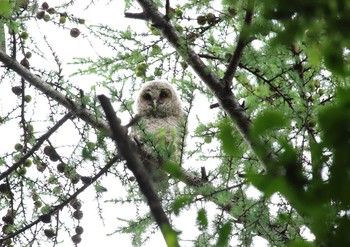 Ural Owl 相模原市 Mon, 6/7/2021