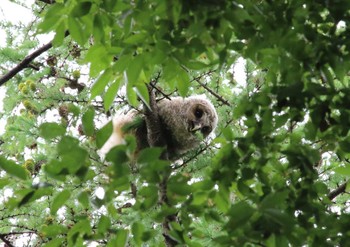 Ural Owl 相模原市 Mon, 6/7/2021