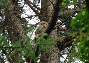 Ural Owl 相模原市 Mon, 6/7/2021