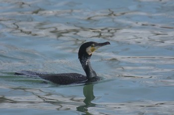 カワウ 滋賀県大津市なぎさ公園 2017年3月12日(日)