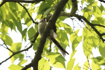 Long-tailed Tit Akashi Park Sun, 5/9/2021