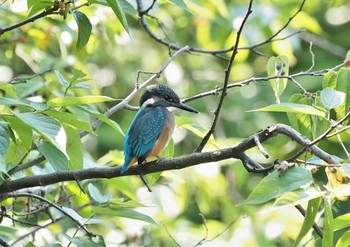 カワセミ 横浜市 2021年6月9日(水)