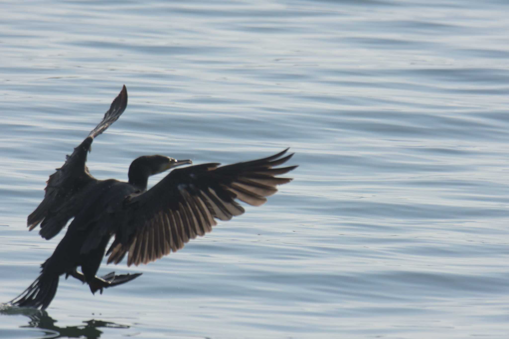 滋賀県大津市なぎさ公園 カワウの写真 by masatsubo