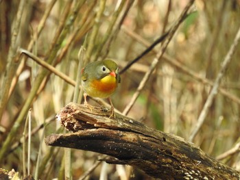 ソウシチョウ 柳沢峠 2021年5月23日(日)