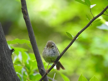 ウグイス 小宮公園(八王子) 2021年5月26日(水)