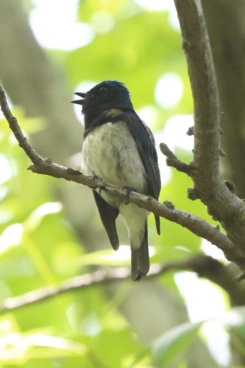 Blue-and-white Flycatcher Akashi Park Sun, 5/9/2021