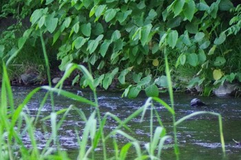 カワセミ 福井緑地(札幌市西区) 2021年6月9日(水)