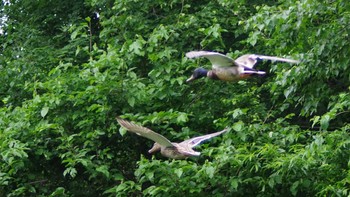2021年6月9日(水) 福井緑地(札幌市西区)の野鳥観察記録