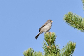 Verdin mexico Tue, 6/8/2021