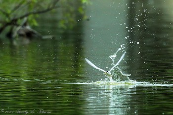 Little Tern 城北公園 Sun, 6/6/2021