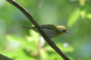 メジロ 滋賀県希望が丘文化公園 2021年6月9日(水)