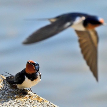 Barn Swallow 御前浜 Wed, 6/9/2021