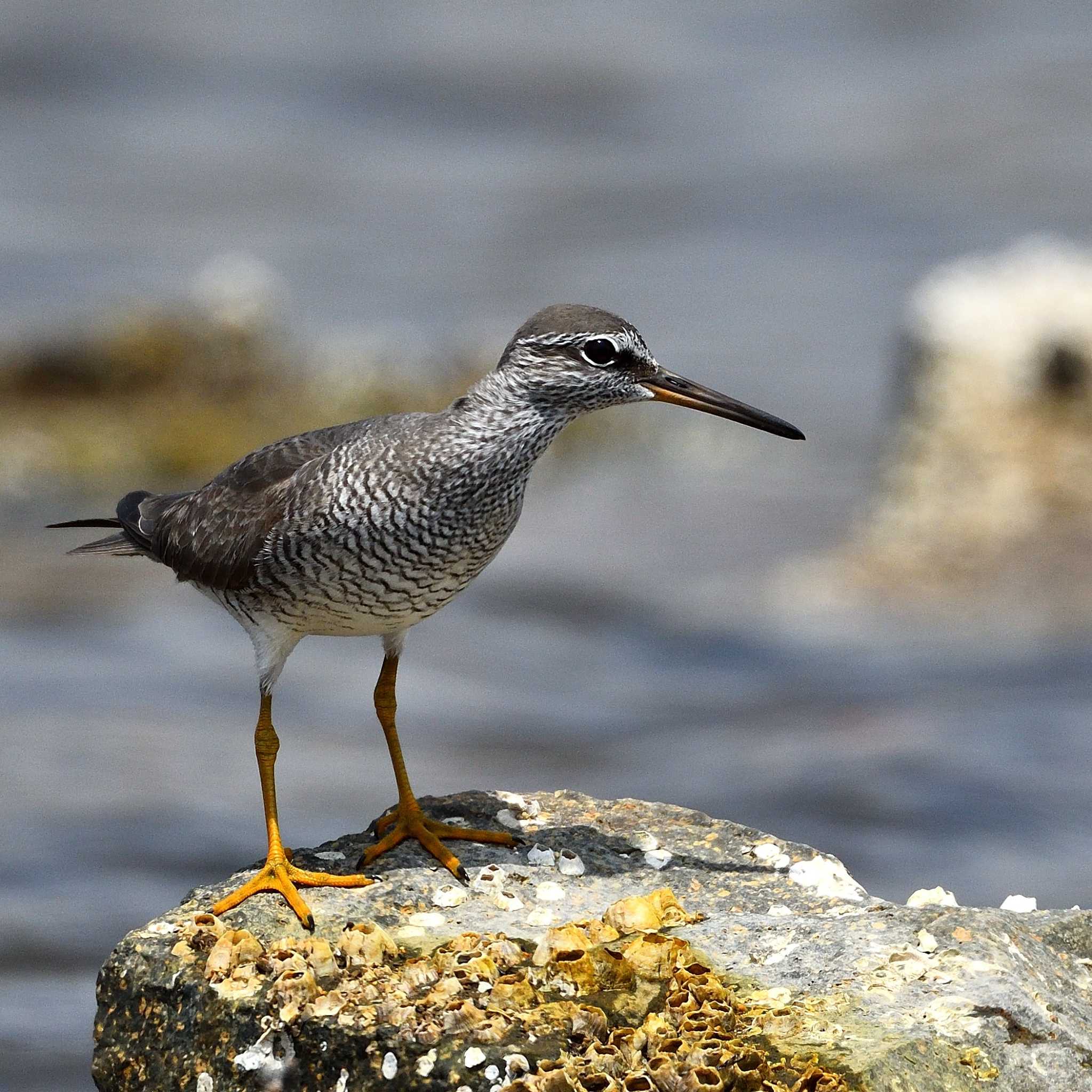 Photo of Grey-tailed Tattler at 御前浜 by Daguchan