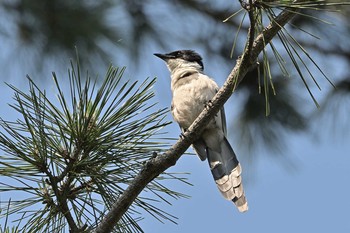 Azure-winged Magpie 藤が丘公園 Wed, 6/9/2021