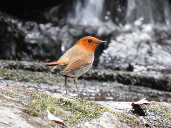 Japanese Robin 井戸湿原 Sun, 5/9/2021