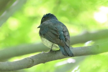 Blue-and-white Flycatcher Akashi Park Sun, 5/9/2021