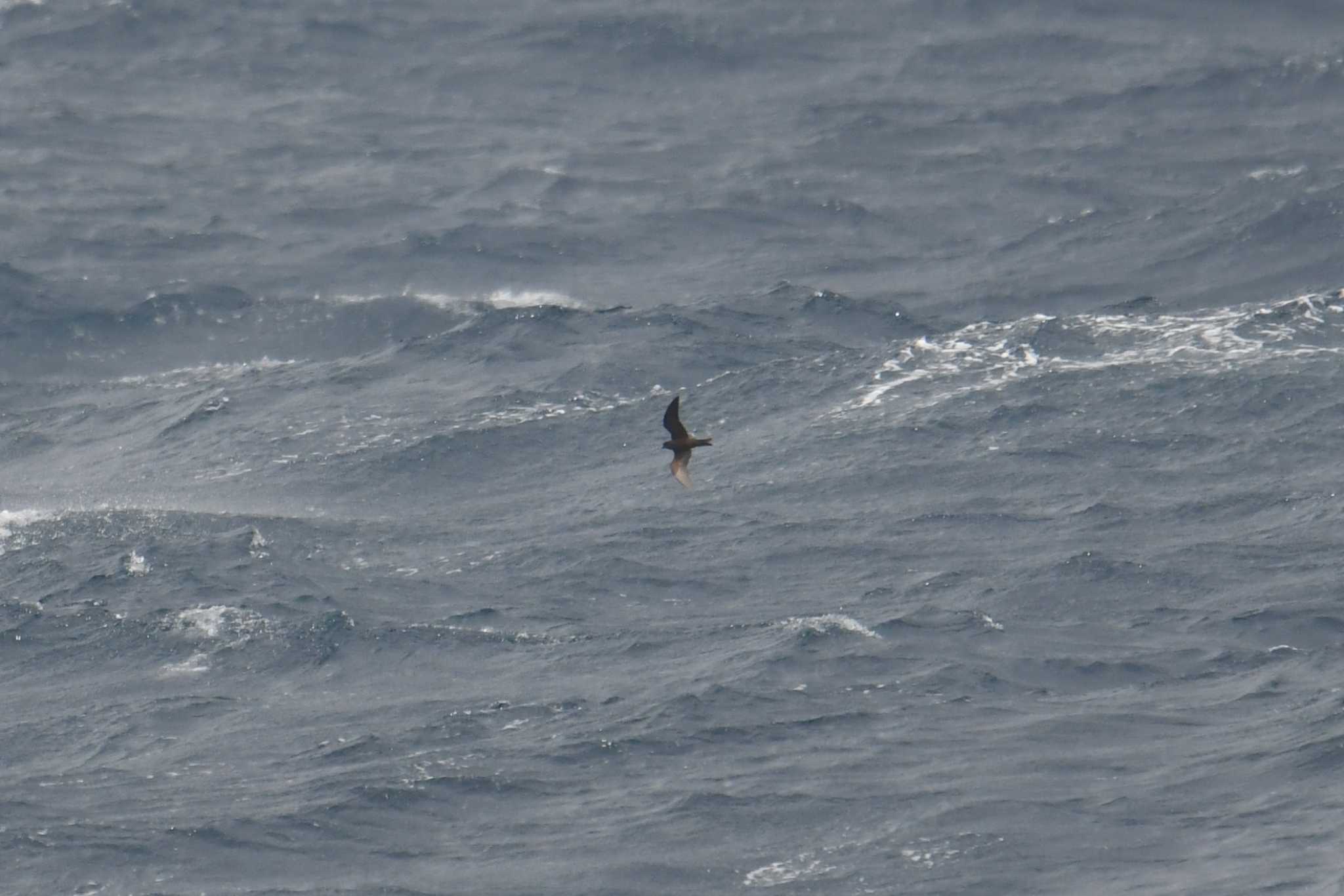 Matsudaira's Storm Petrel