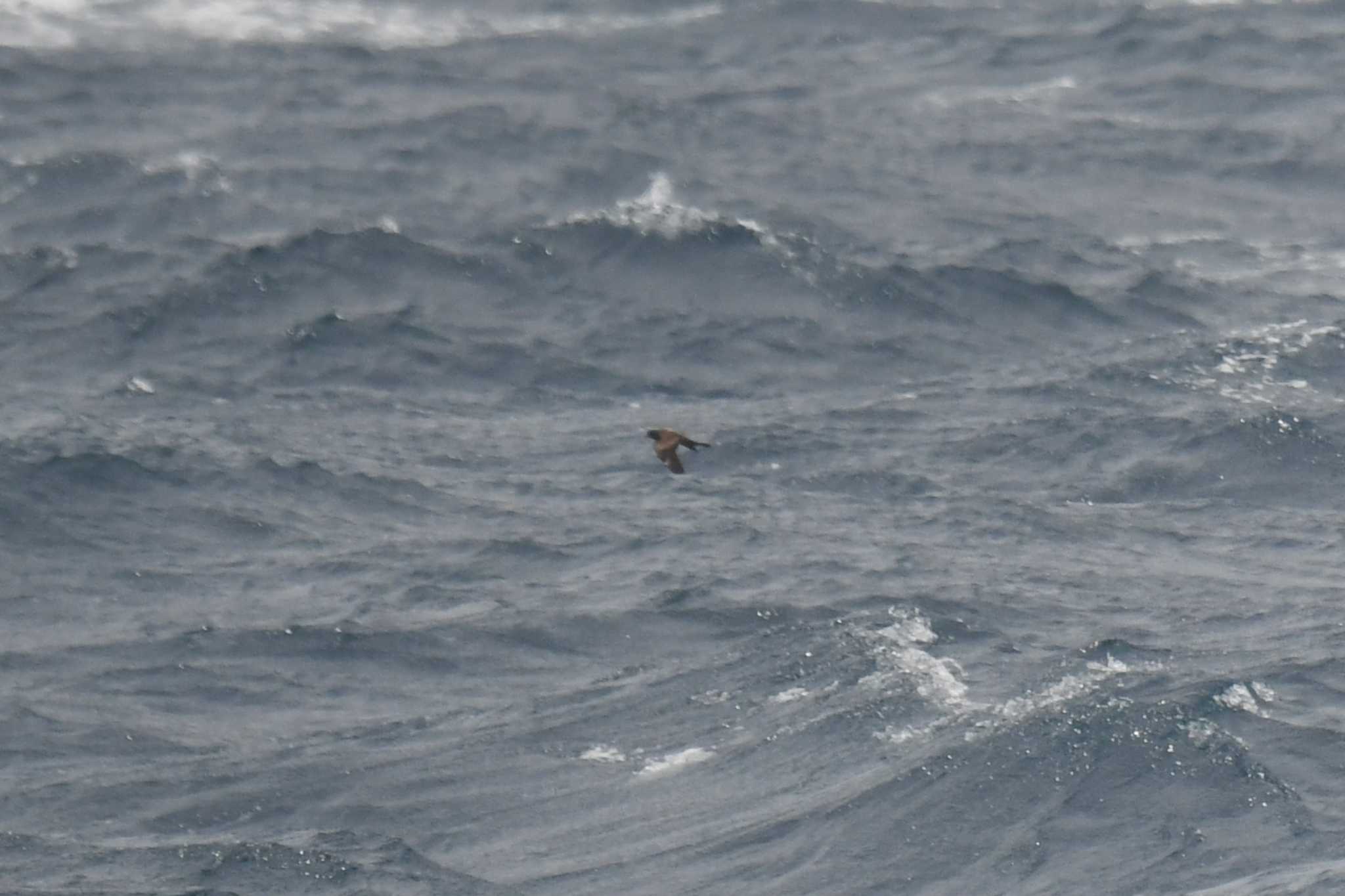 Matsudaira's Storm Petrel