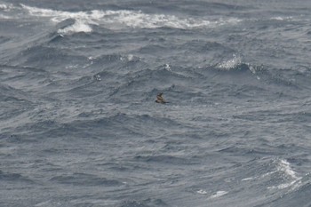 クロウミツバメ 八丈島航路 2021年4月29日(木)