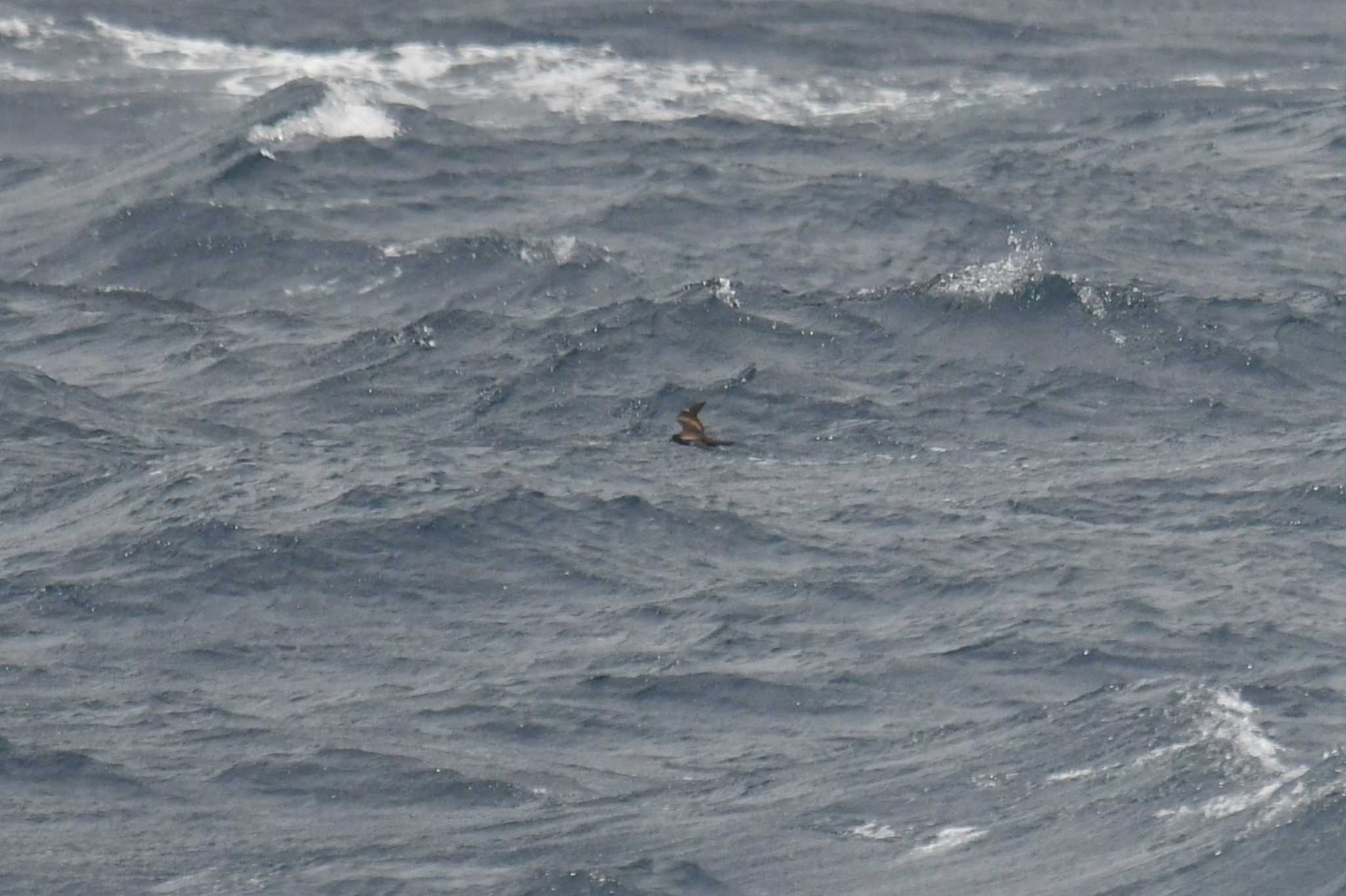 Matsudaira's Storm Petrel