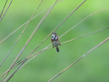 ホオアカ 朝霧高原 2021年5月23日(日)