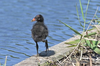 Common Moorhen もえぎ野公園 Wed, 6/9/2021