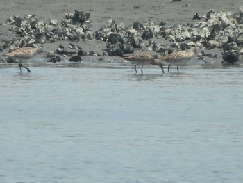 Bar-tailed Godwit Tokyo Port Wild Bird Park Wed, 6/9/2021