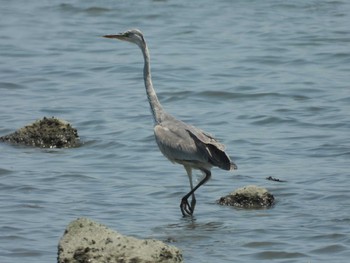 アオサギ 東京港野鳥公園 2021年6月9日(水)