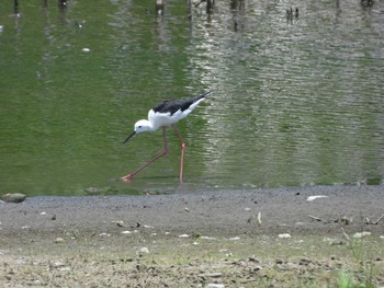 セイタカシギ 東京港野鳥公園 2021年6月9日(水)