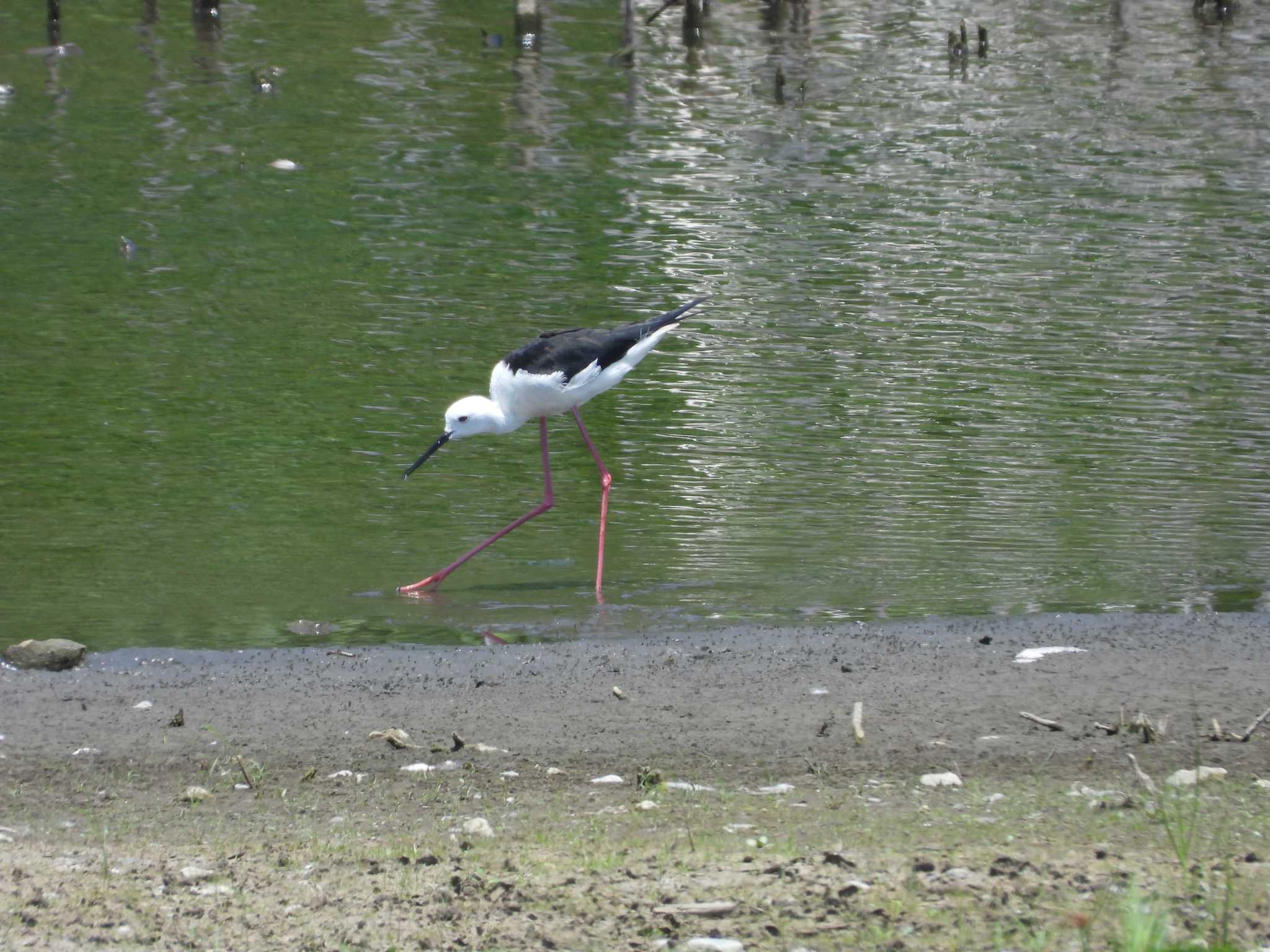 東京港野鳥公園 セイタカシギの写真 by avemania