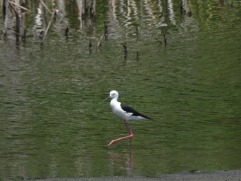 セイタカシギ 東京港野鳥公園 2021年6月9日(水)