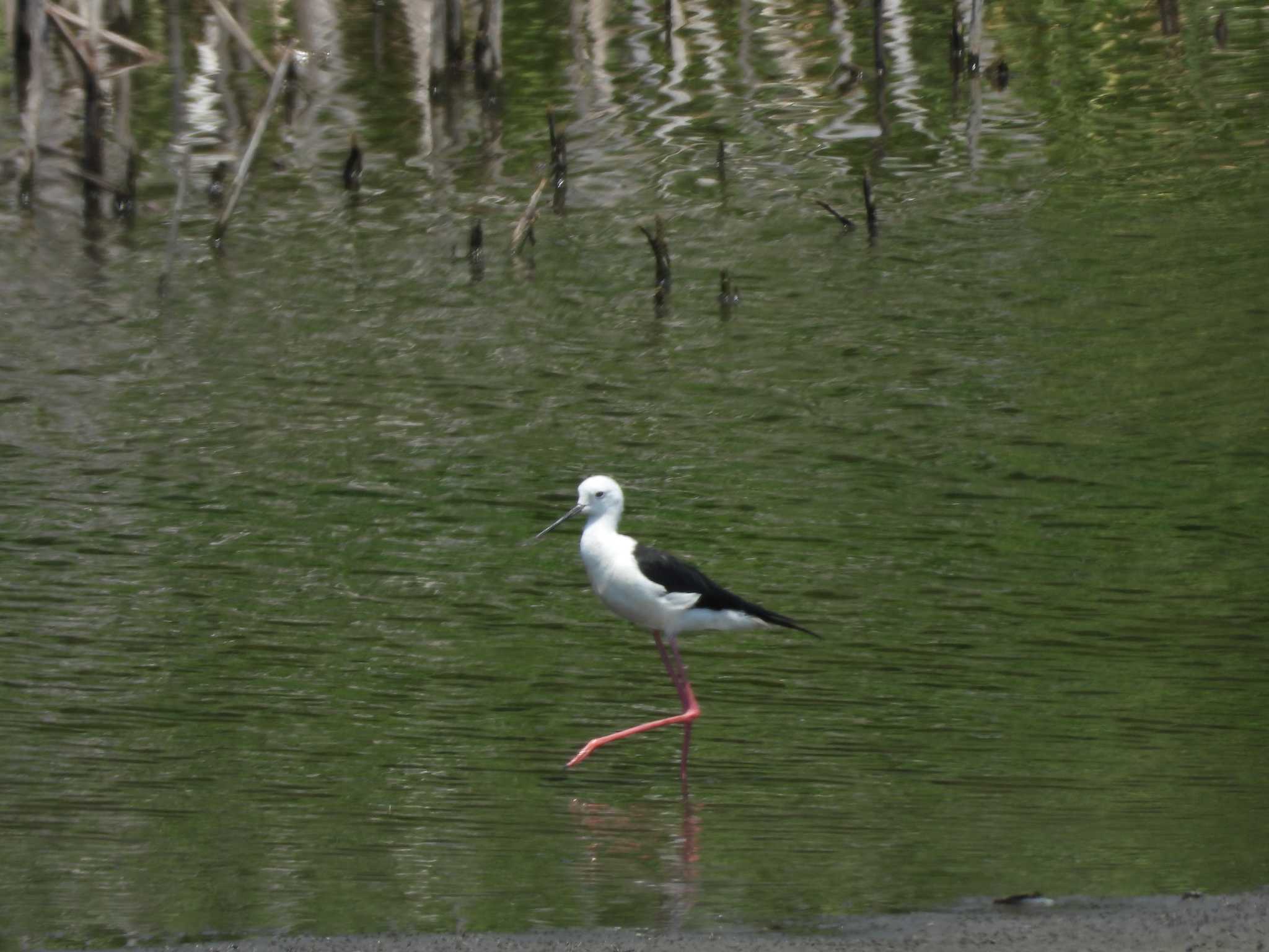 東京港野鳥公園 セイタカシギの写真 by avemania