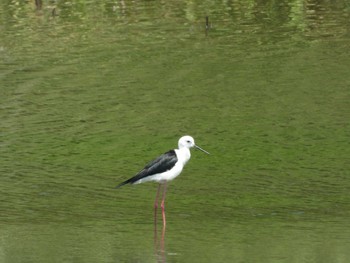 セイタカシギ 東京港野鳥公園 2021年6月9日(水)