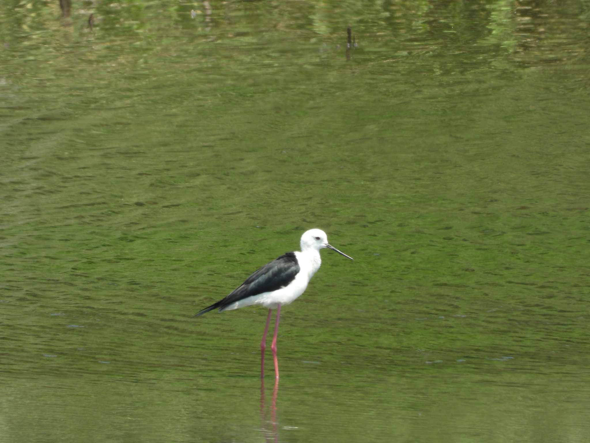 東京港野鳥公園 セイタカシギの写真 by avemania